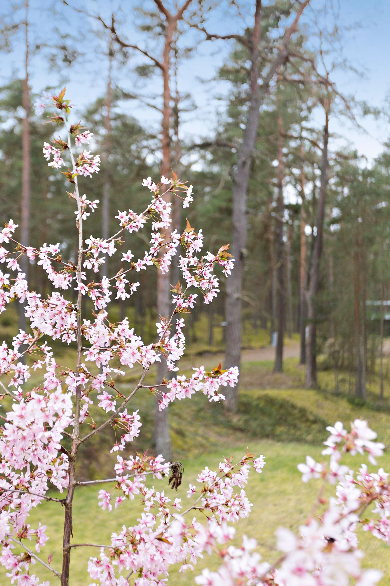 Villa, Glansabovägen 17C, Åhus, Kristianstad