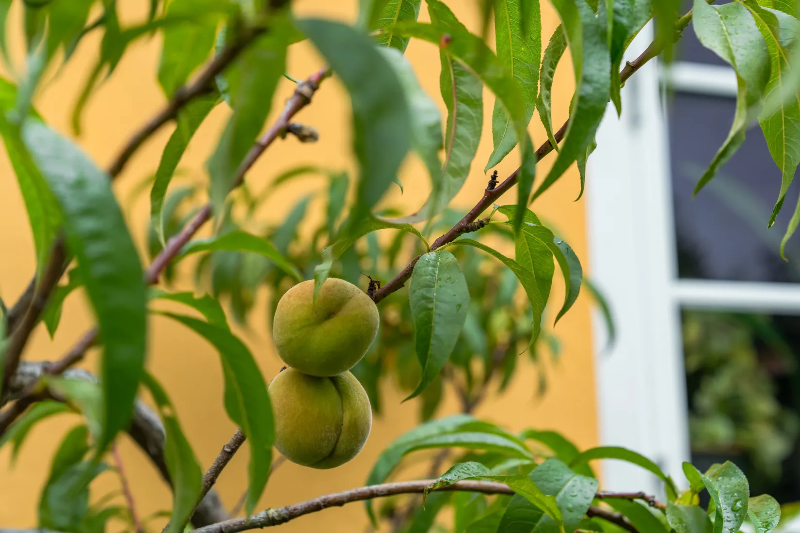 Villa, Råga Hörstadsvägen 10B, Asmundtorp, Landskrona