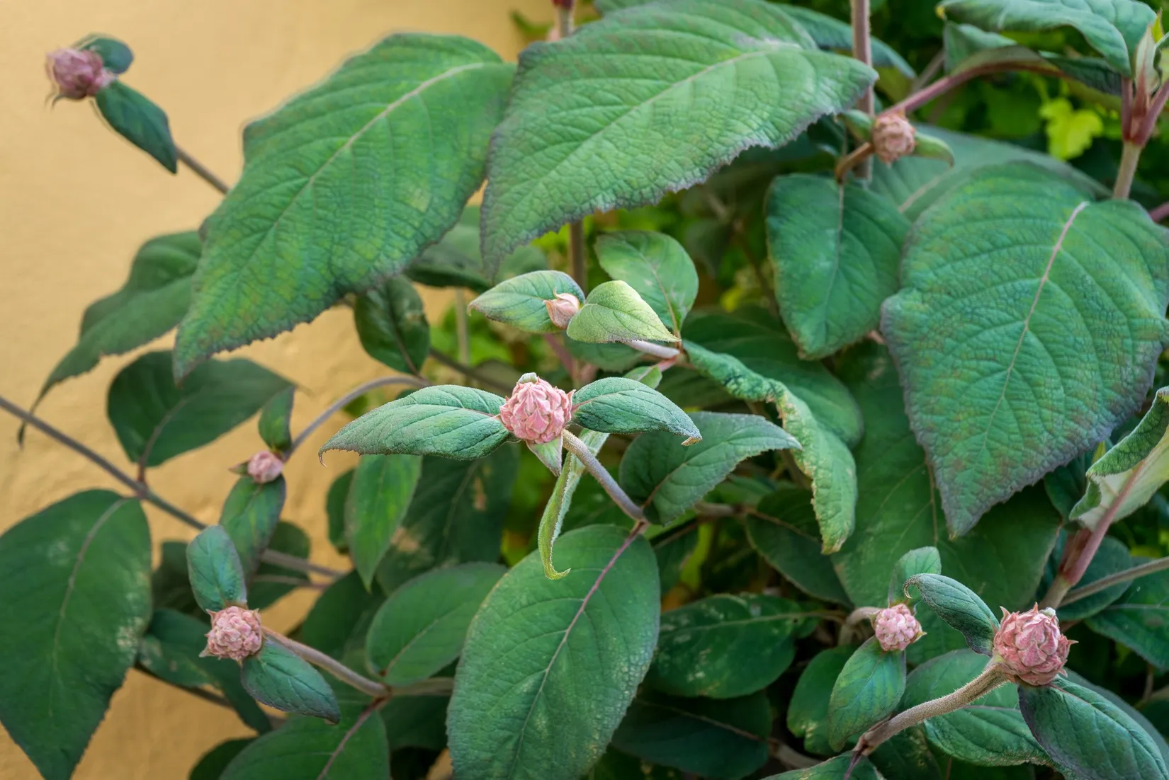 Villa, Råga Hörstadsvägen 10B, Asmundtorp, Landskrona
