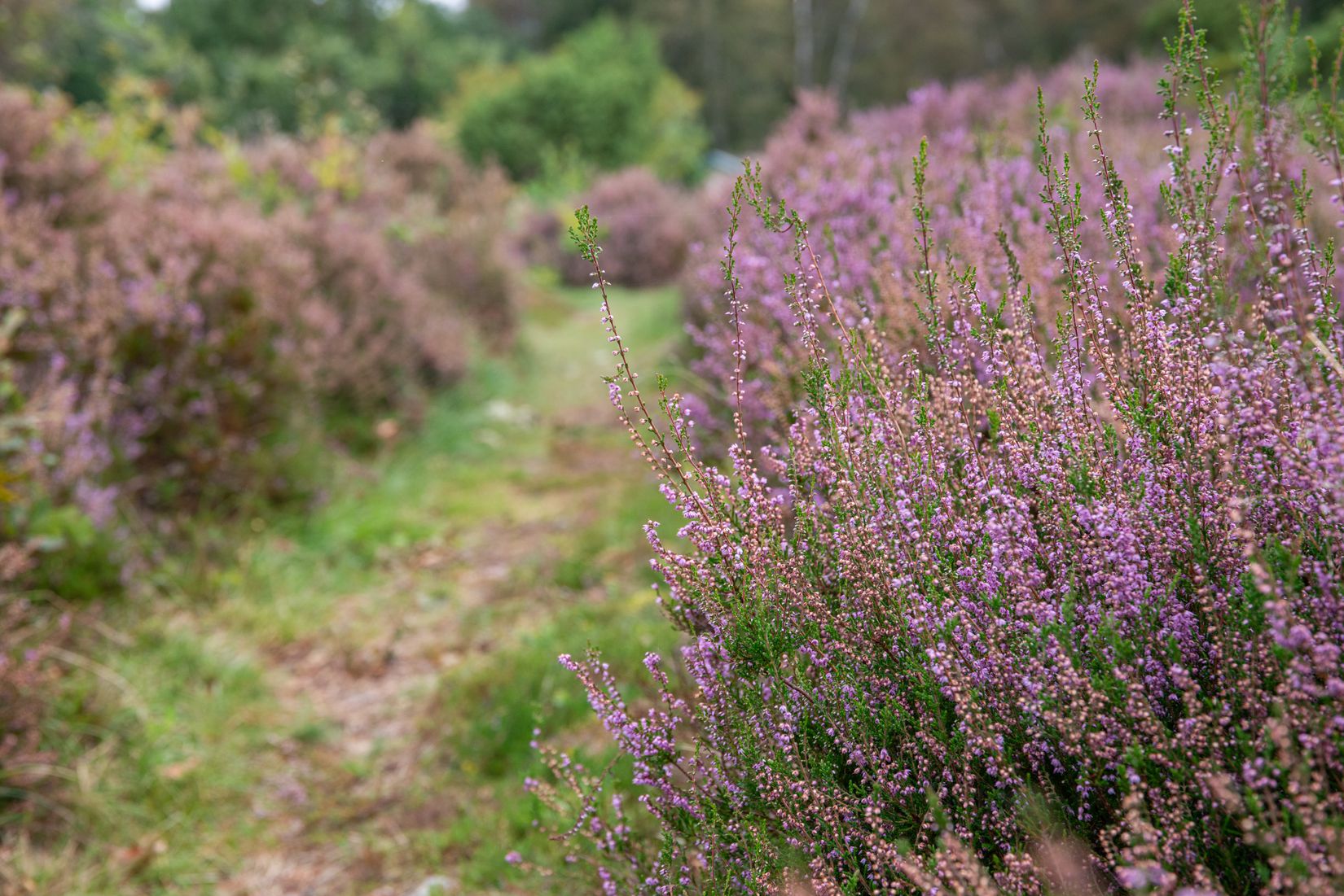 Villa, Restenäs ö 307, Uddevalla