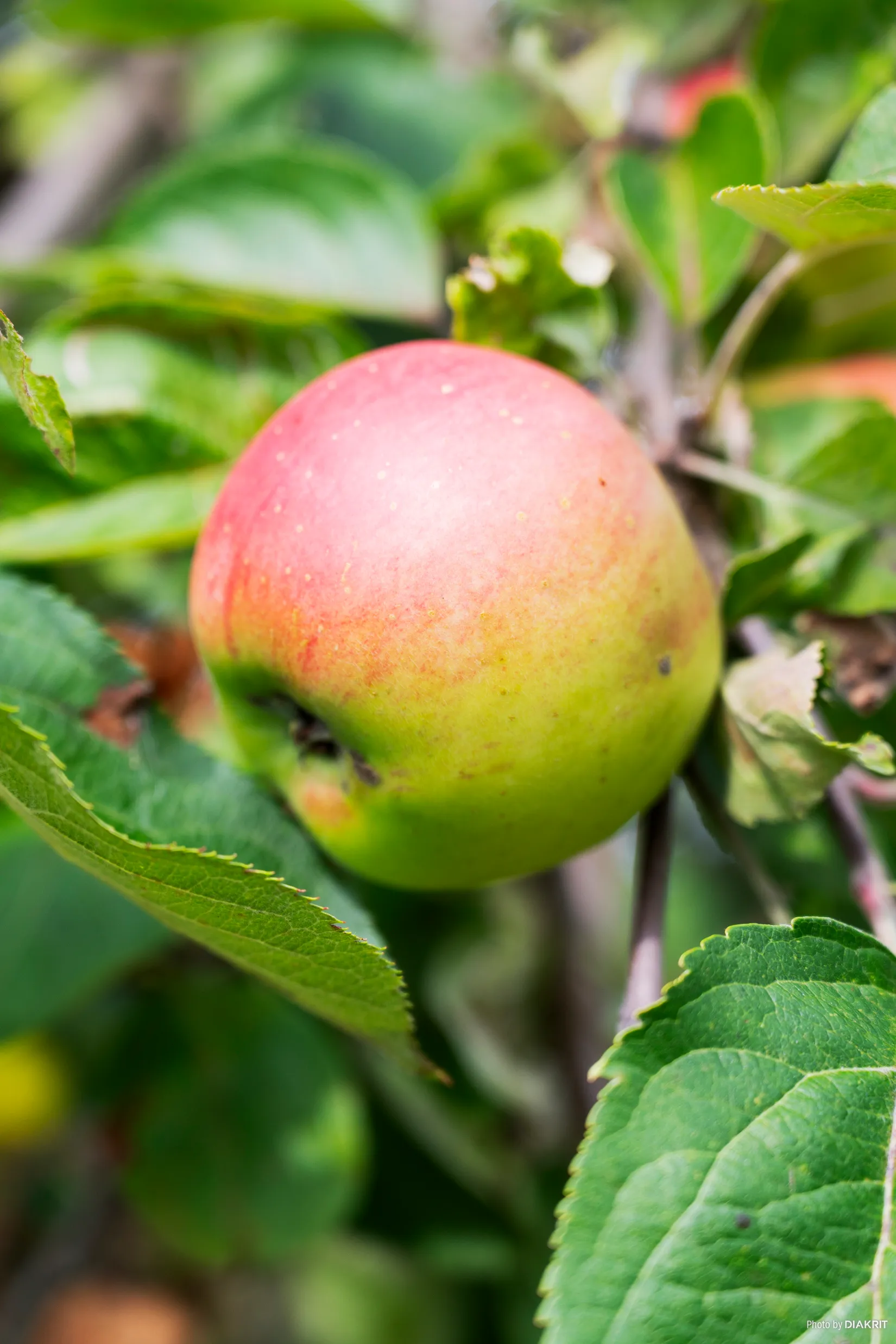 Villa, Lilla Postegårdsgatan 4, Hisings Backa - Tingstad, Göteborg