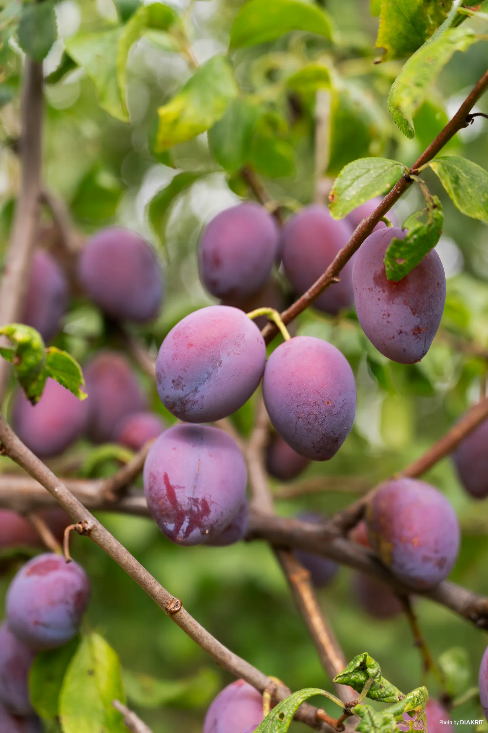 Villa, Lilla Postegårdsgatan 4, Hisings Backa - Tingstad, Göteborg