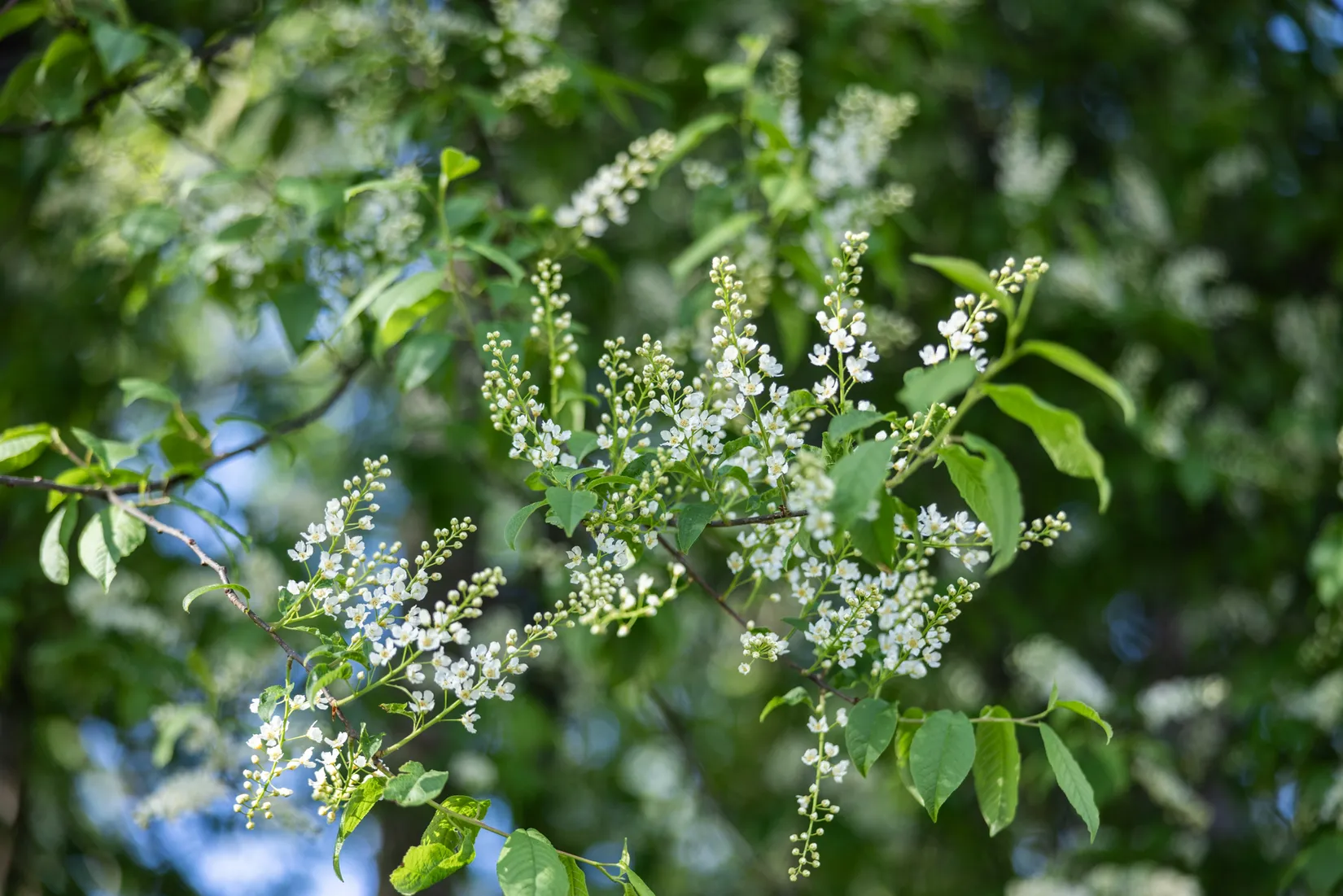 Bostadsrätt, Rosenbergsgatan 9, Liljeholmen, Jönköping