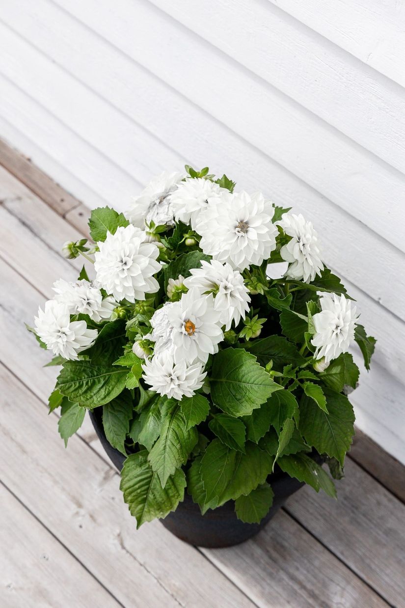 Villa, Blåbärsstigen 6, Fallebo, Oskarshamn