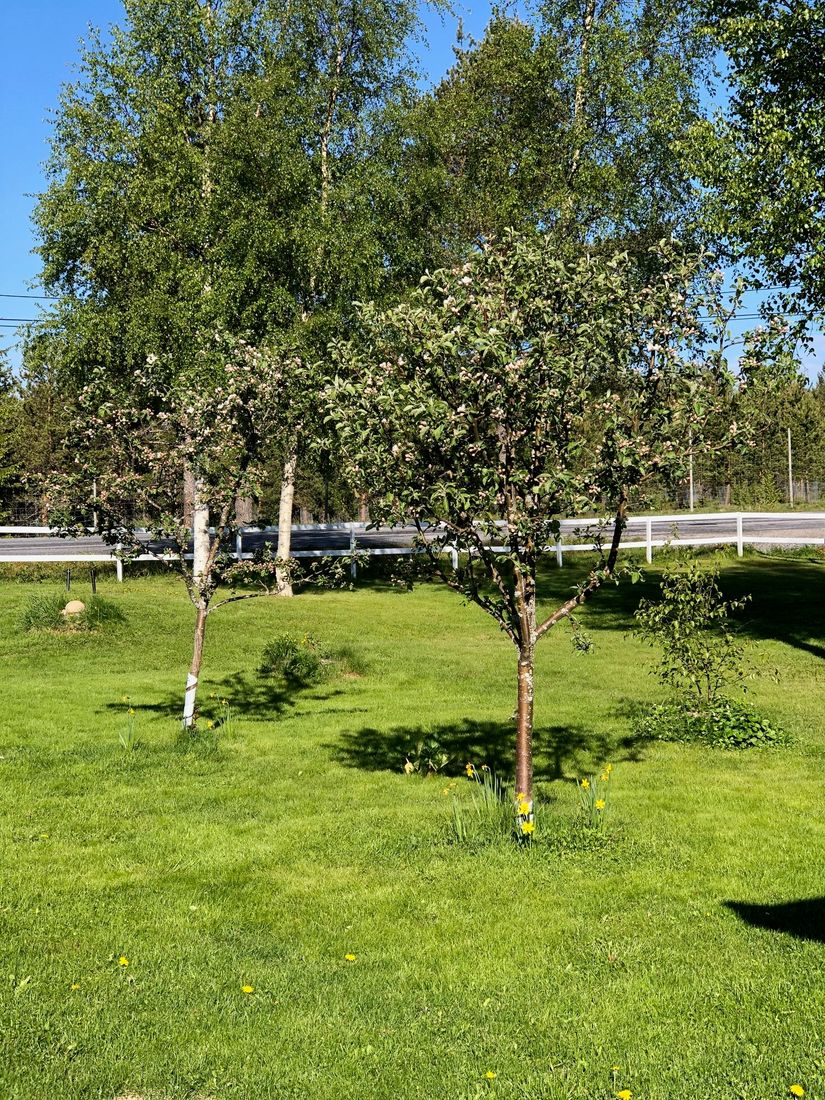 Gård/Skog, Salomonsbesök 10, Umeå