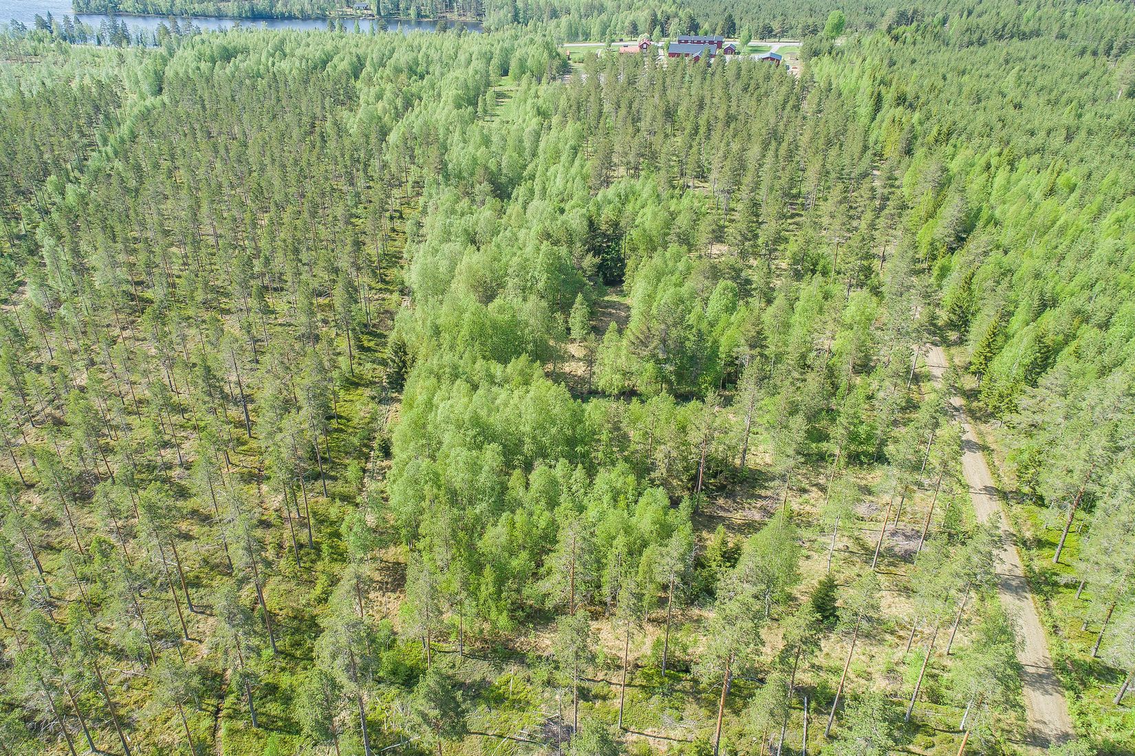 Gård/Skog, Salomonsbesök 10, Umeå
