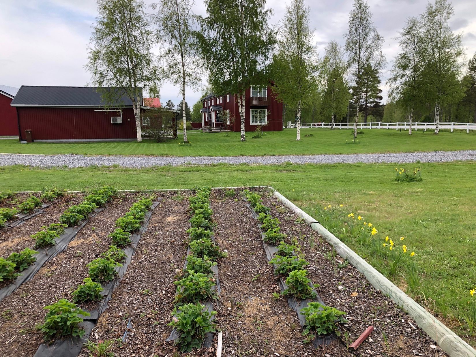 Gård/Skog, Salomonsbesök 10, Umeå