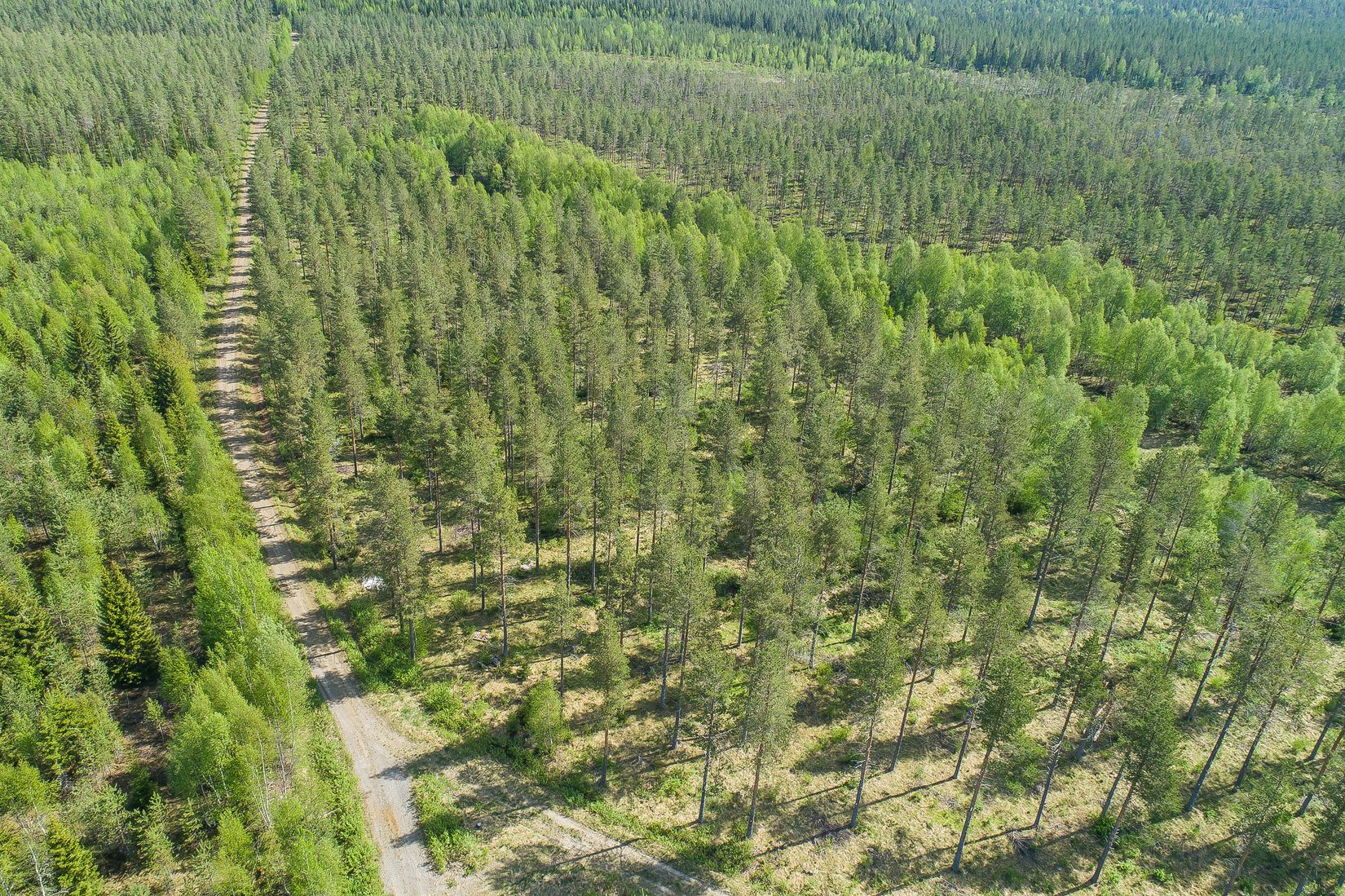 Gård/Skog, Salomonsbesök 10, Umeå
