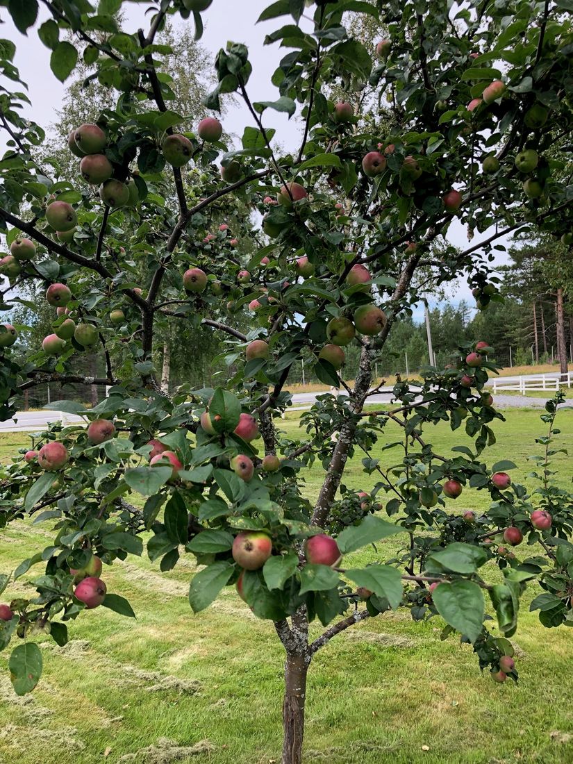 Gård/Skog, Salomonsbesök 10, Umeå
