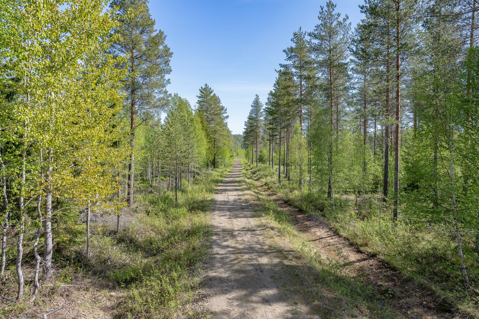 Gård/Skog, Salomonsbesök 10, Umeå
