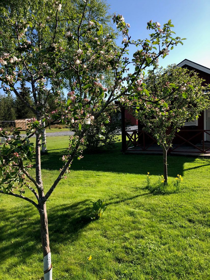 Gård/Skog, Salomonsbesök 10, Umeå