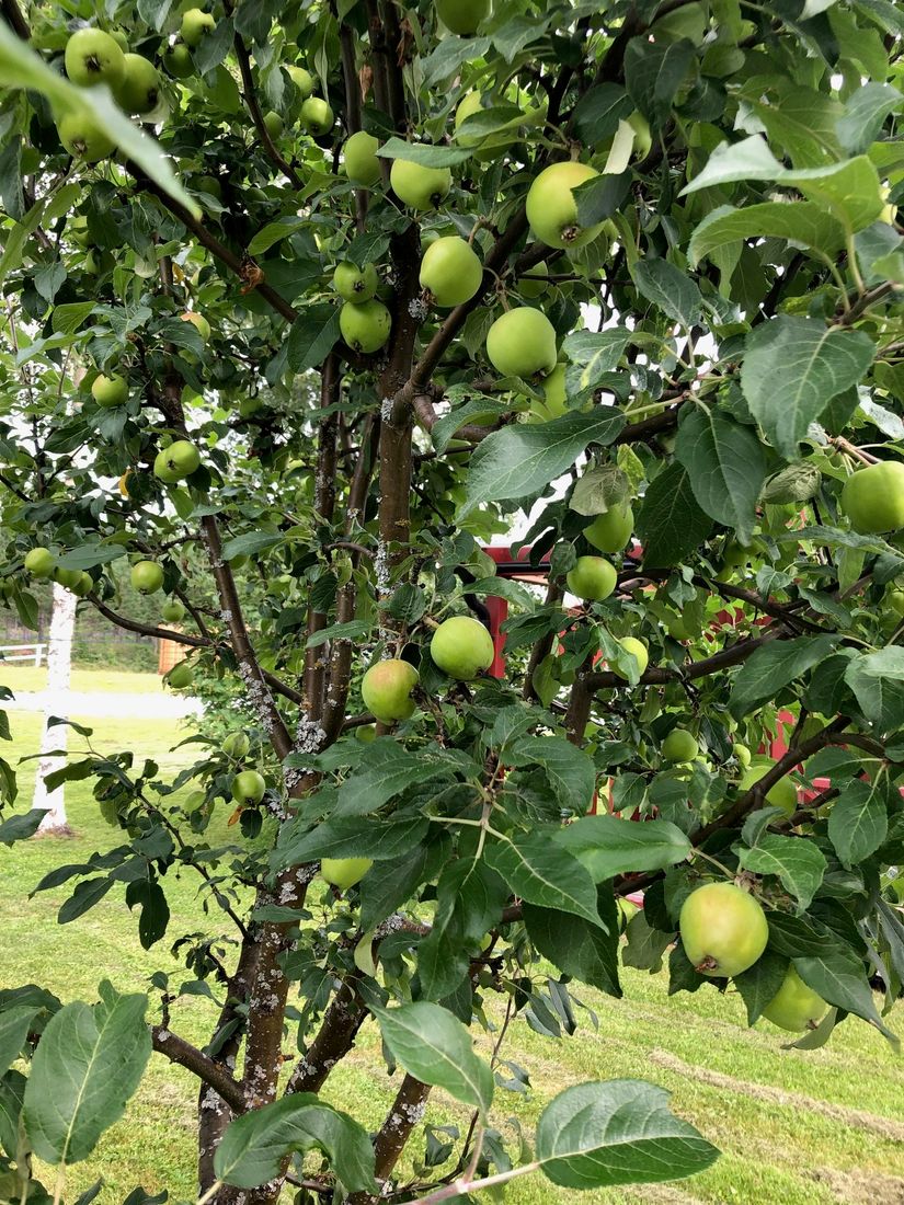 Gård/Skog, Salomonsbesök 10, Umeå