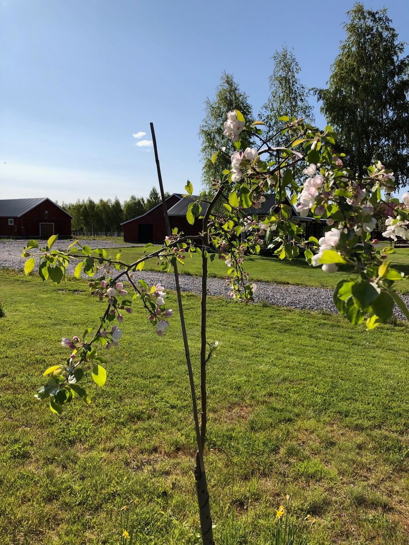 Gård/Skog, Salomonsbesök 10, Umeå