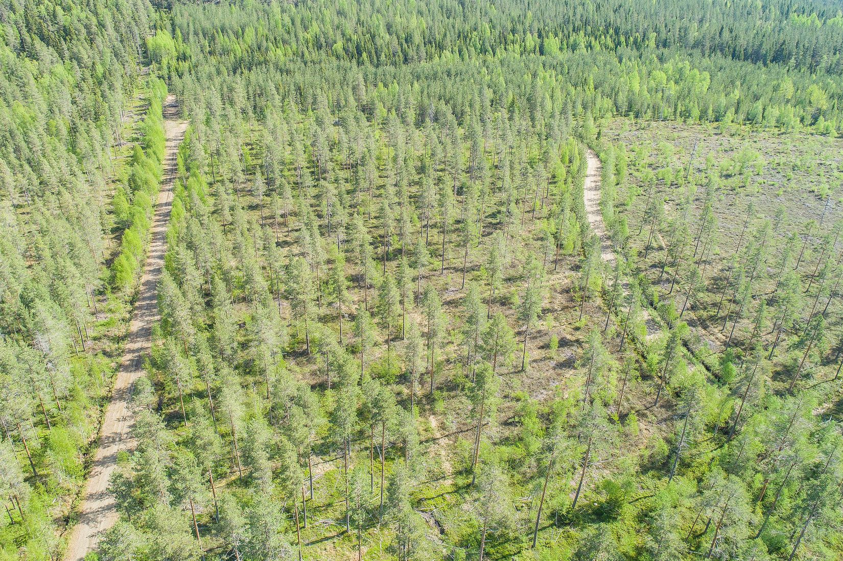 Gård/Skog, Salomonsbesök 10, Umeå