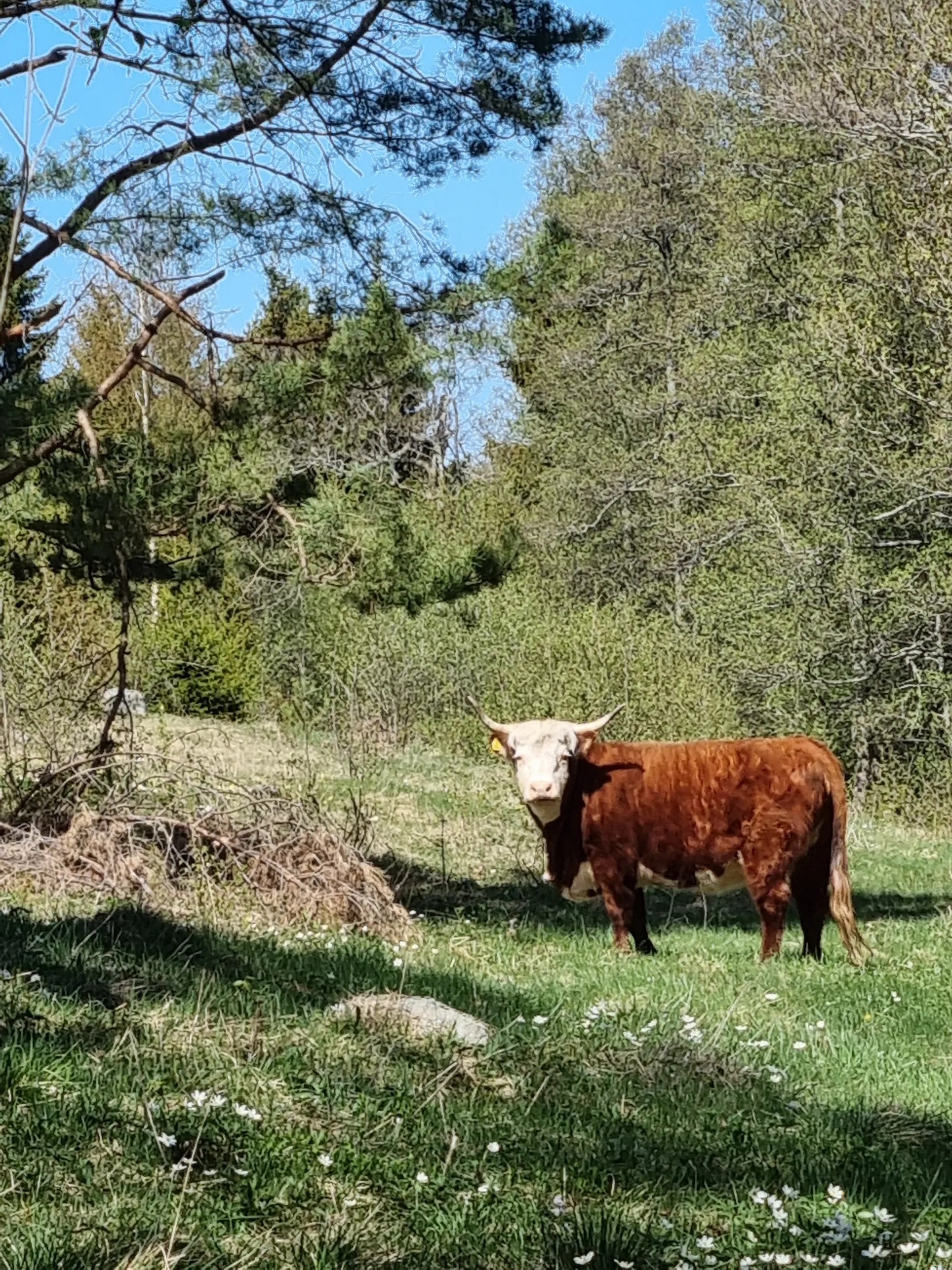 Tomt, Sundgårdsvägen 33, Björkö, Norrtälje