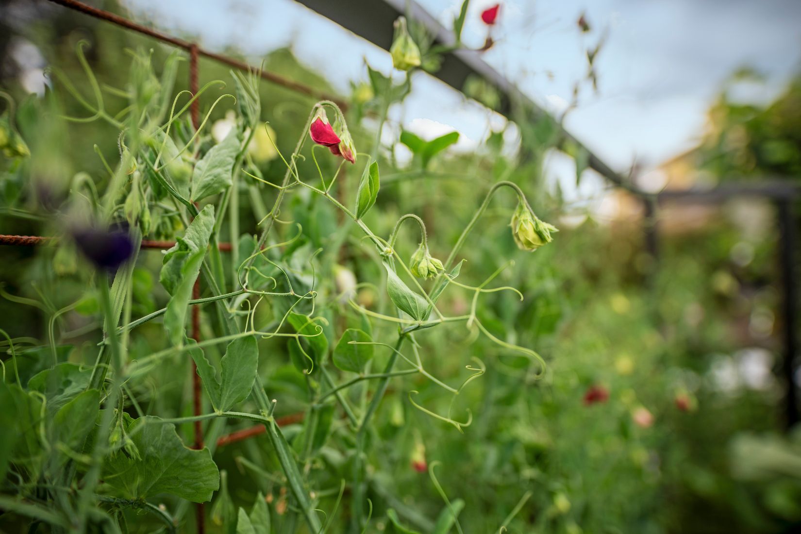 Radhus, Nöthårsvägen 49, Nåntuna, Uppsala
