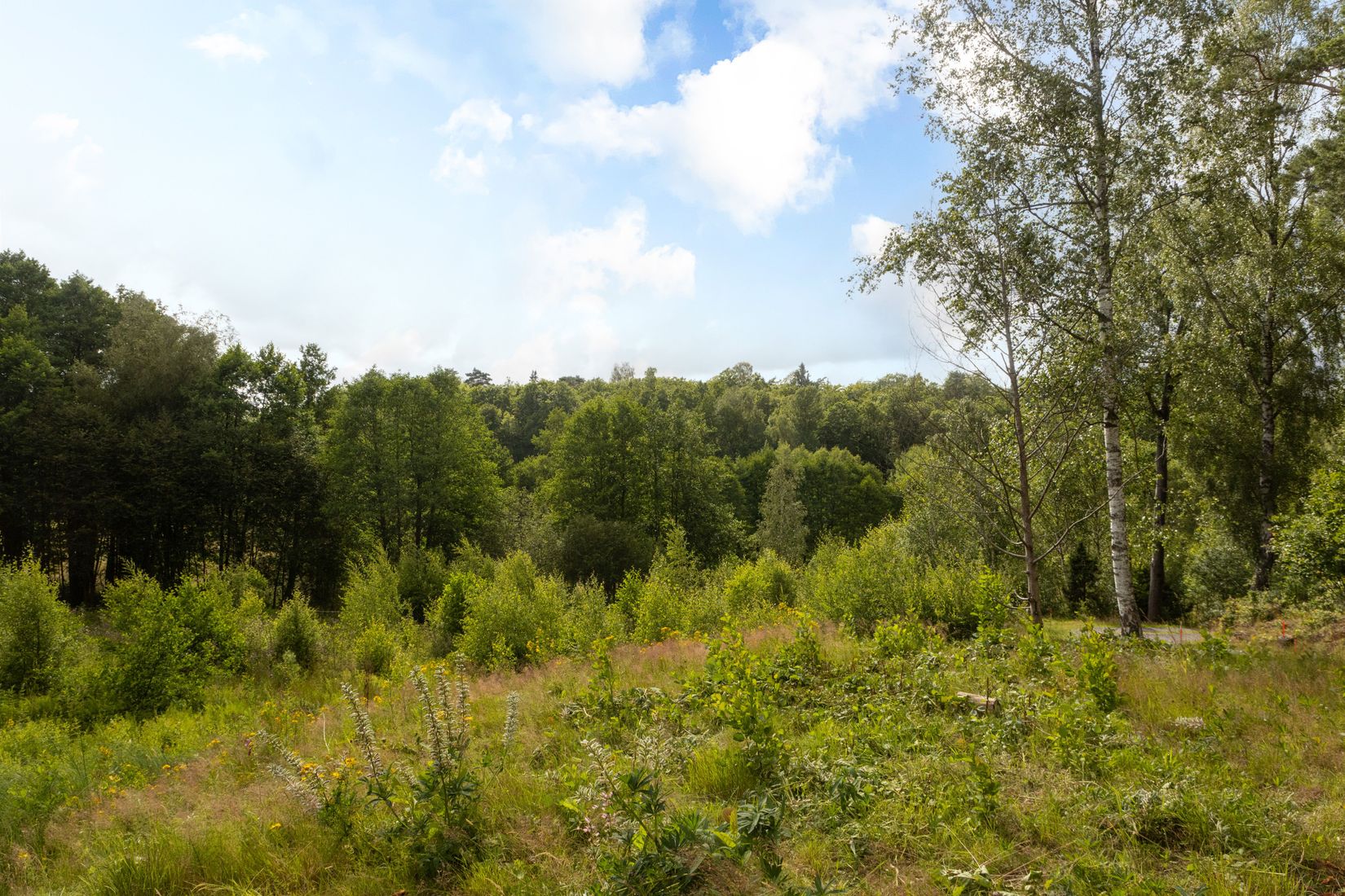 Tomt, Nol 3:231, Nol, Ale