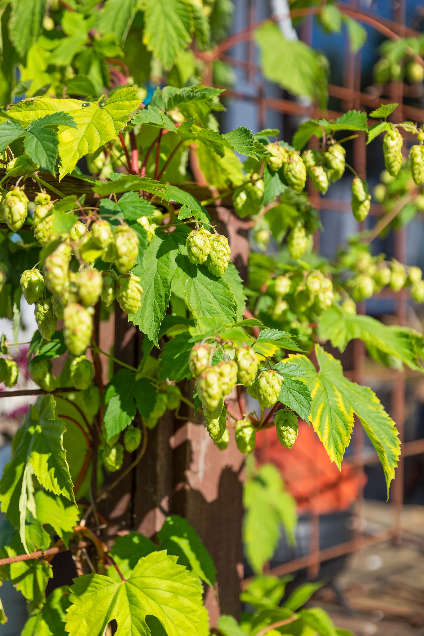 Villa, Hörningsholm 152, Sundsvall