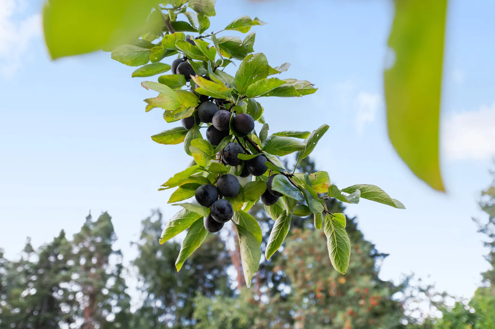Fritidshus, Vagnsundavägen 7, Norrtälje