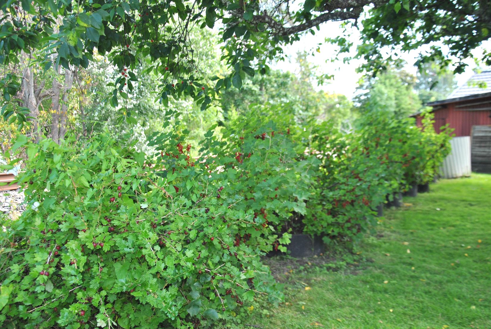 Villa, Petersbergsvägen 24, Mariero, Vänersborg