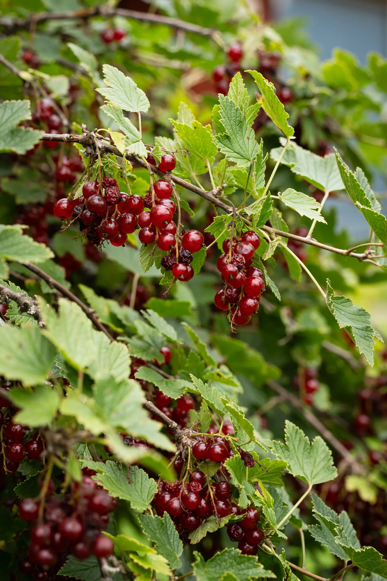 Villa, Bäckebovägen 15, Tallåsen, Ljusdal