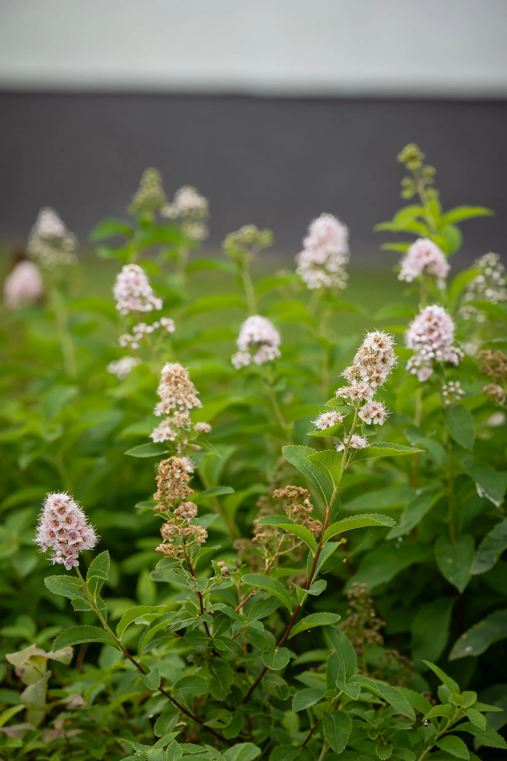 Villa, Bäckebovägen 15, Tallåsen, Ljusdal
