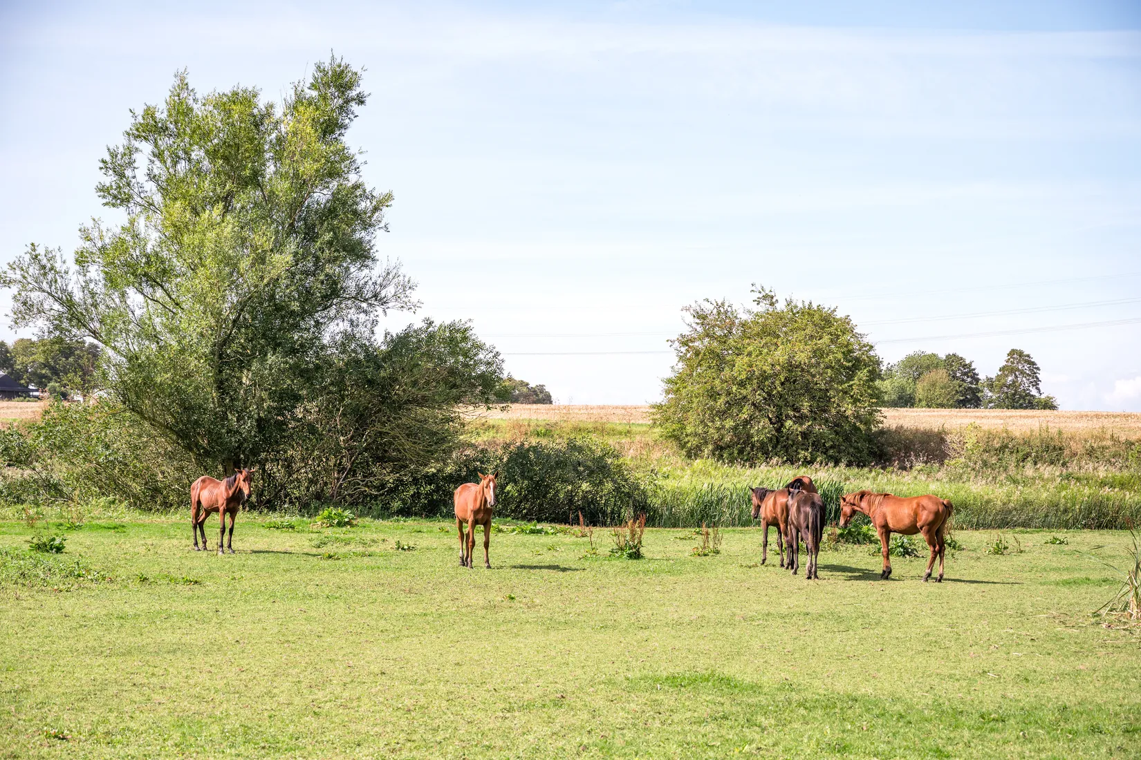 Bostadsrätt, Åbrinksvägen 29, Sankt Lars, Lund