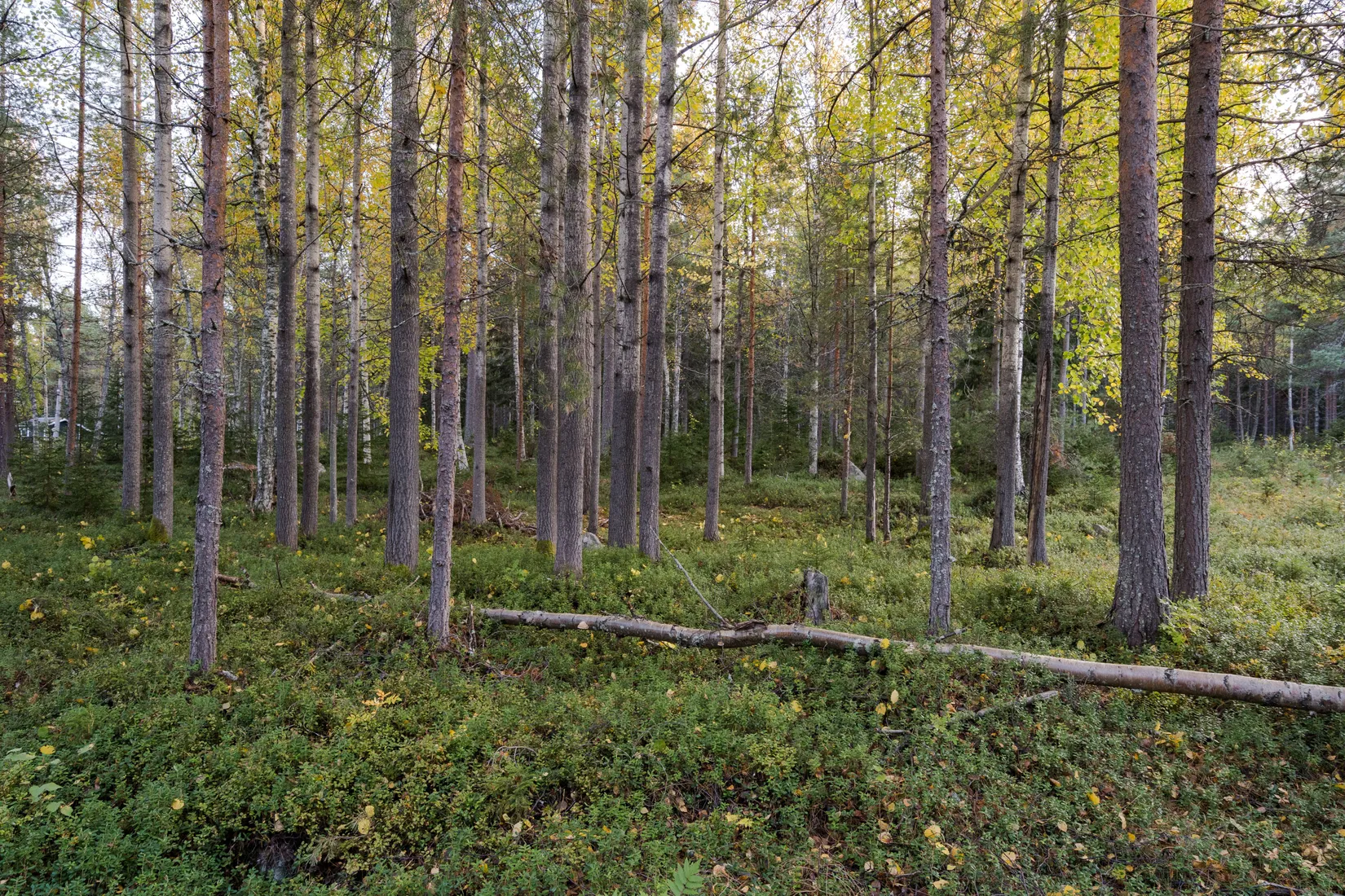 Tomt, Landskär 106, Landskär, Skellefteå