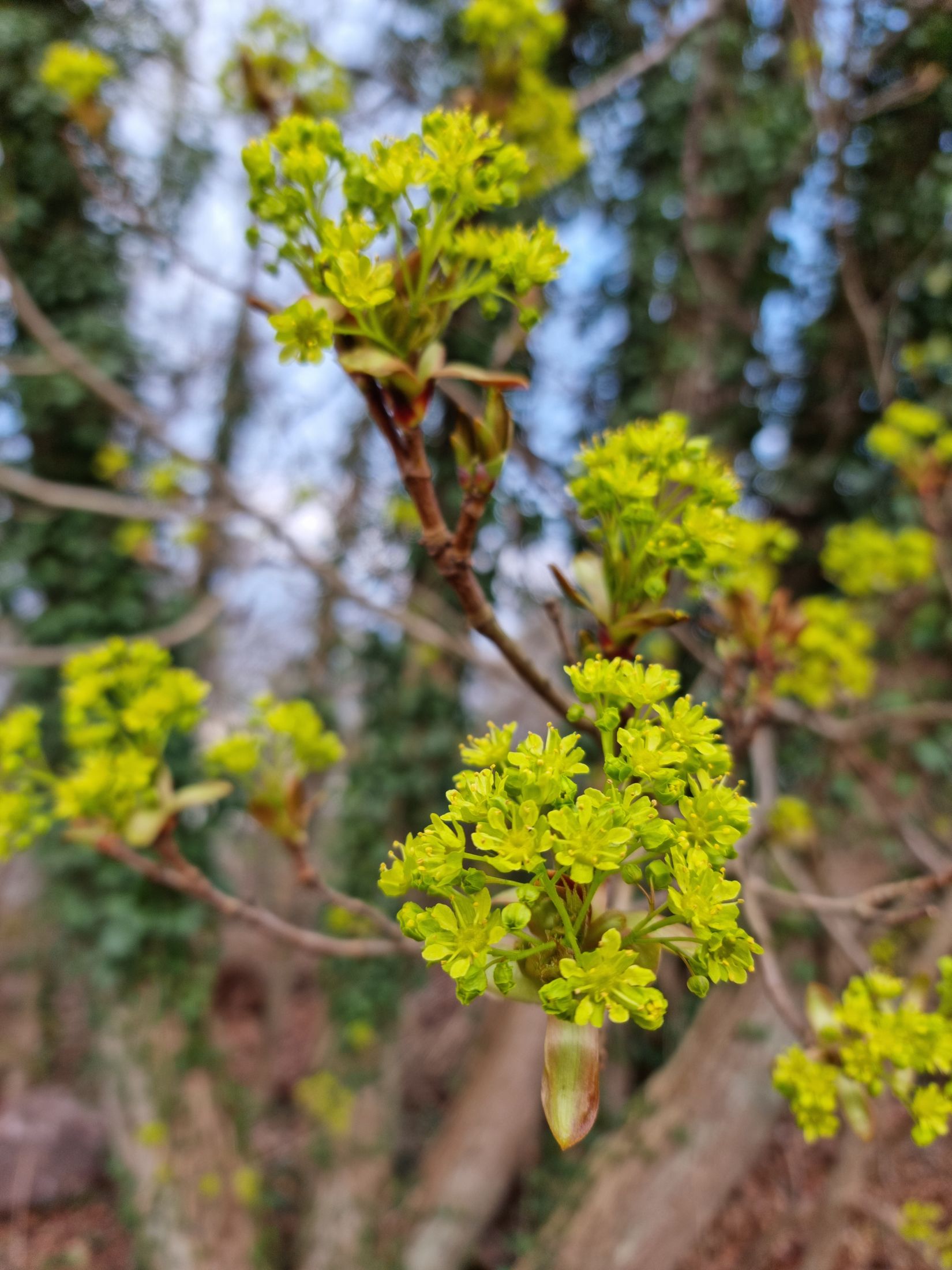 Villa, Skogsvägen 3, Mölstad, Mönsterås