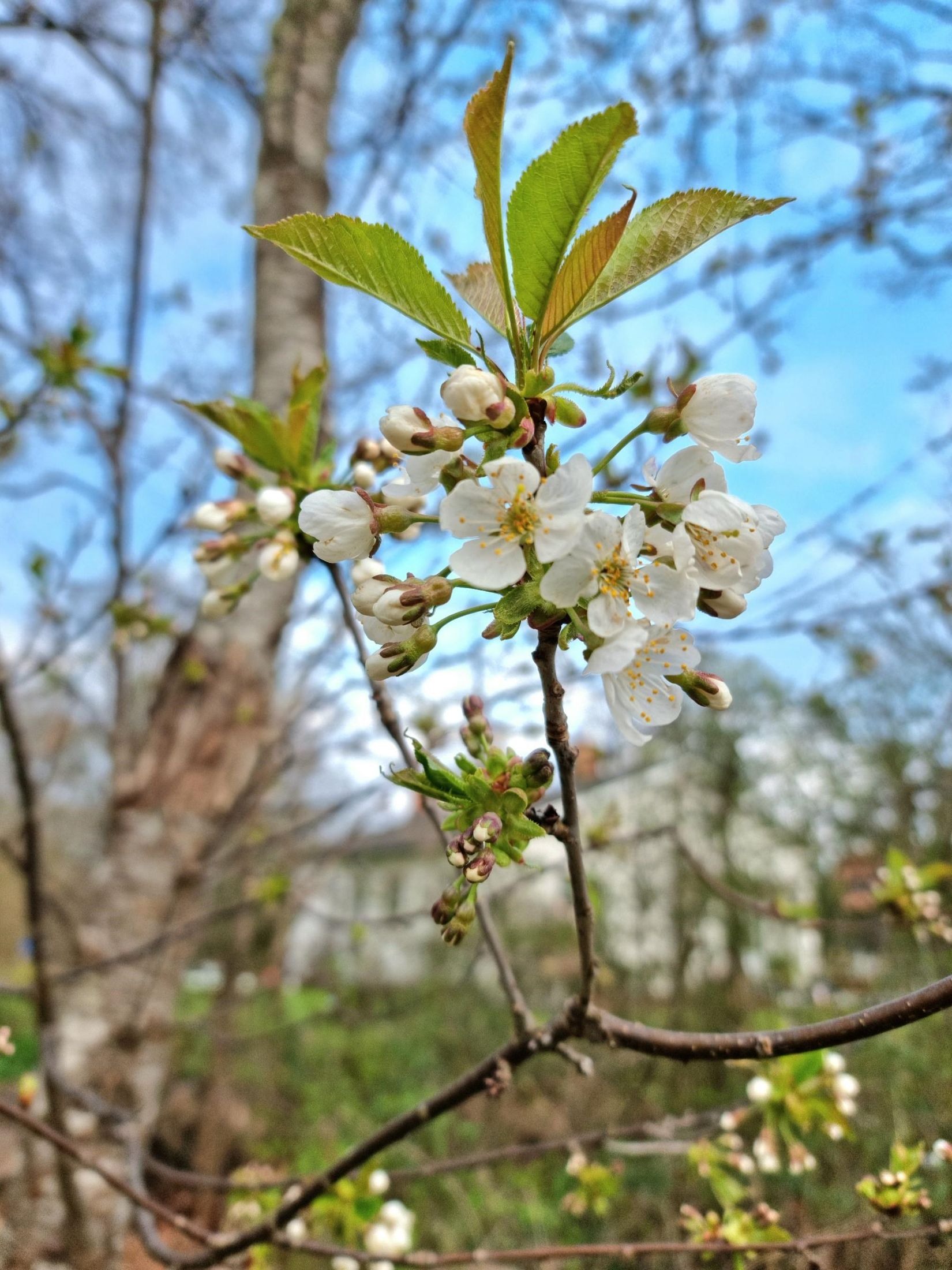 Villa, Skogsvägen 3, Mölstad, Mönsterås