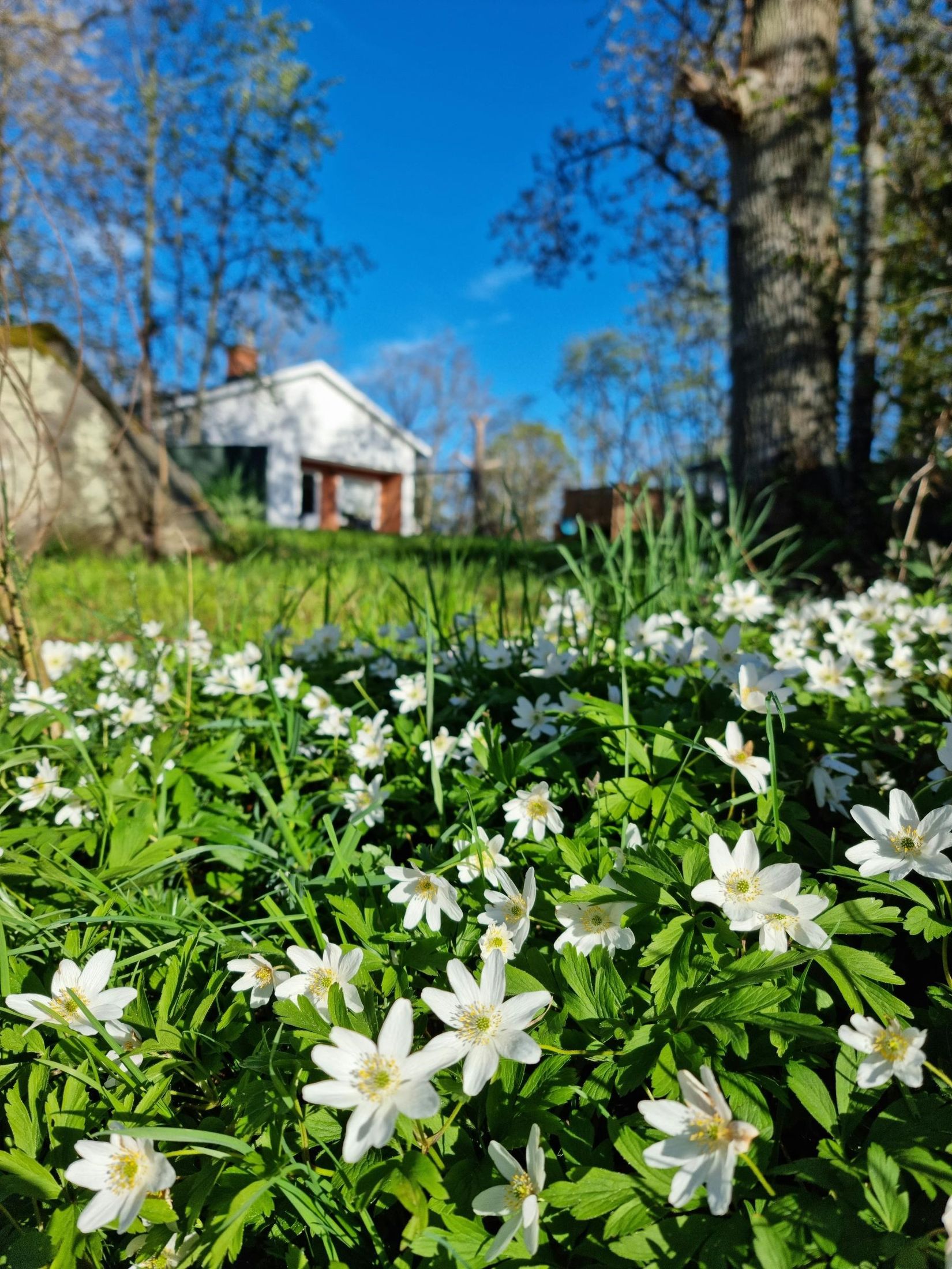 Villa, Skogsvägen 3, Mölstad, Mönsterås