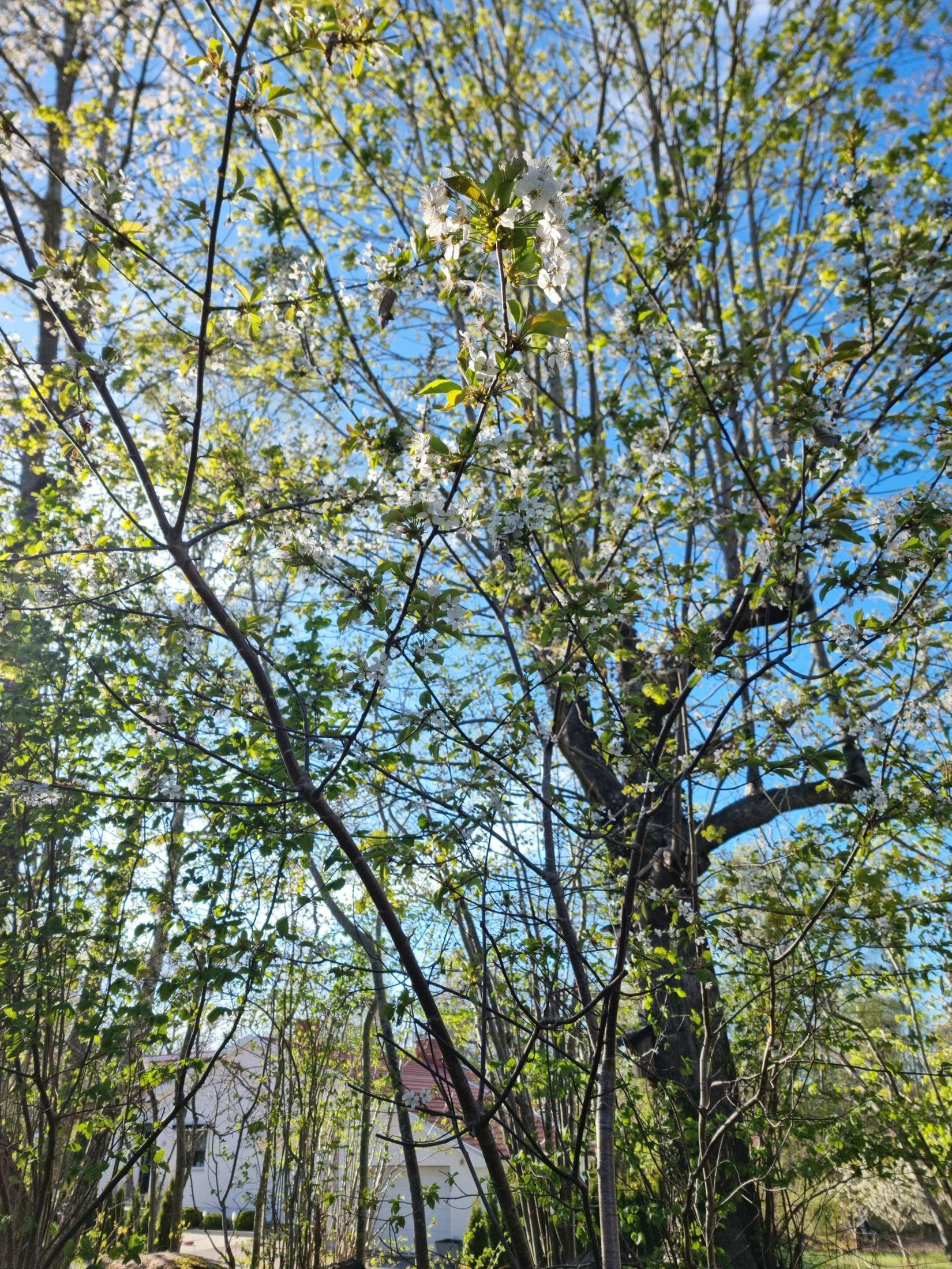 Villa, Skogsvägen 3, Mölstad, Mönsterås