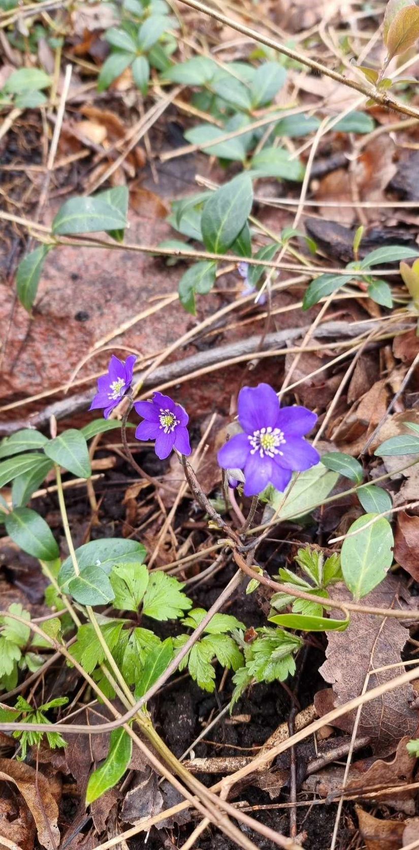 Villa, Skogsvägen 3, Mölstad, Mönsterås