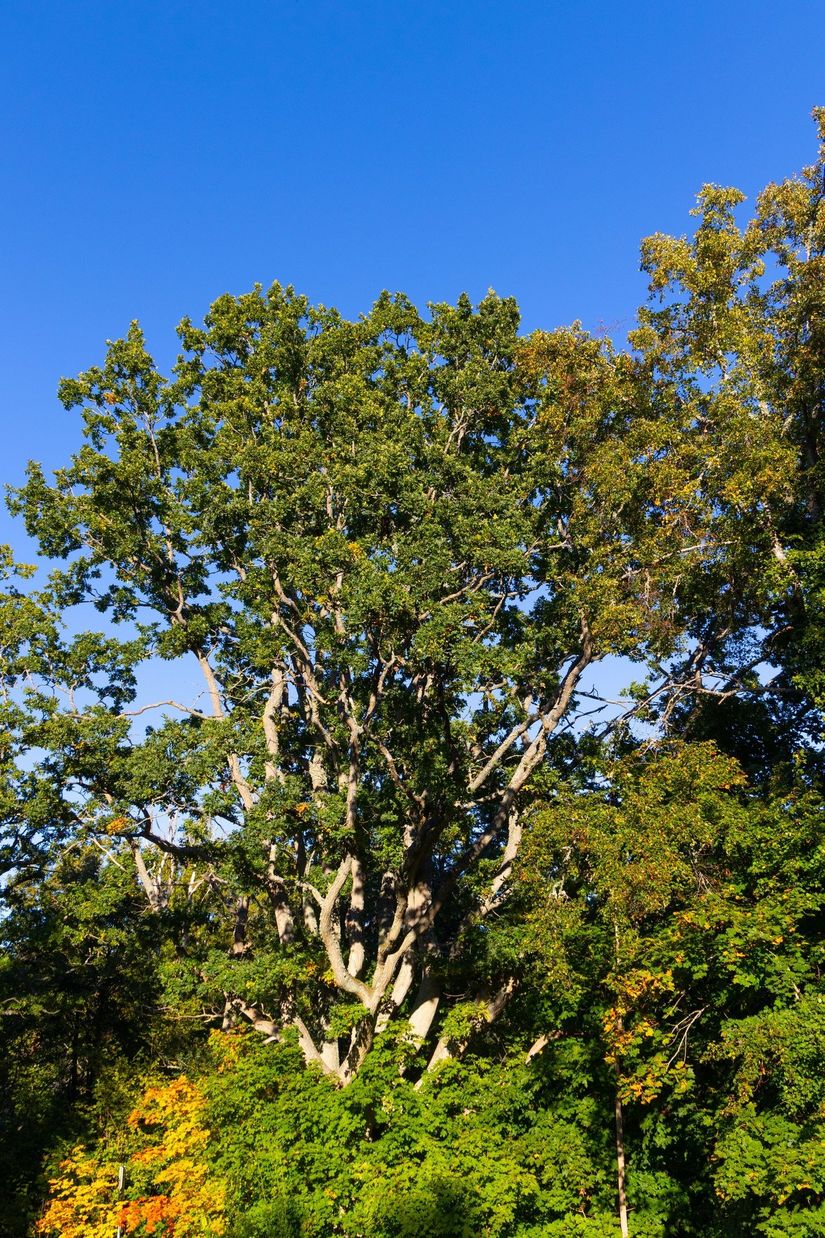 Villa, Skogsvägen 3, Mölstad, Mönsterås