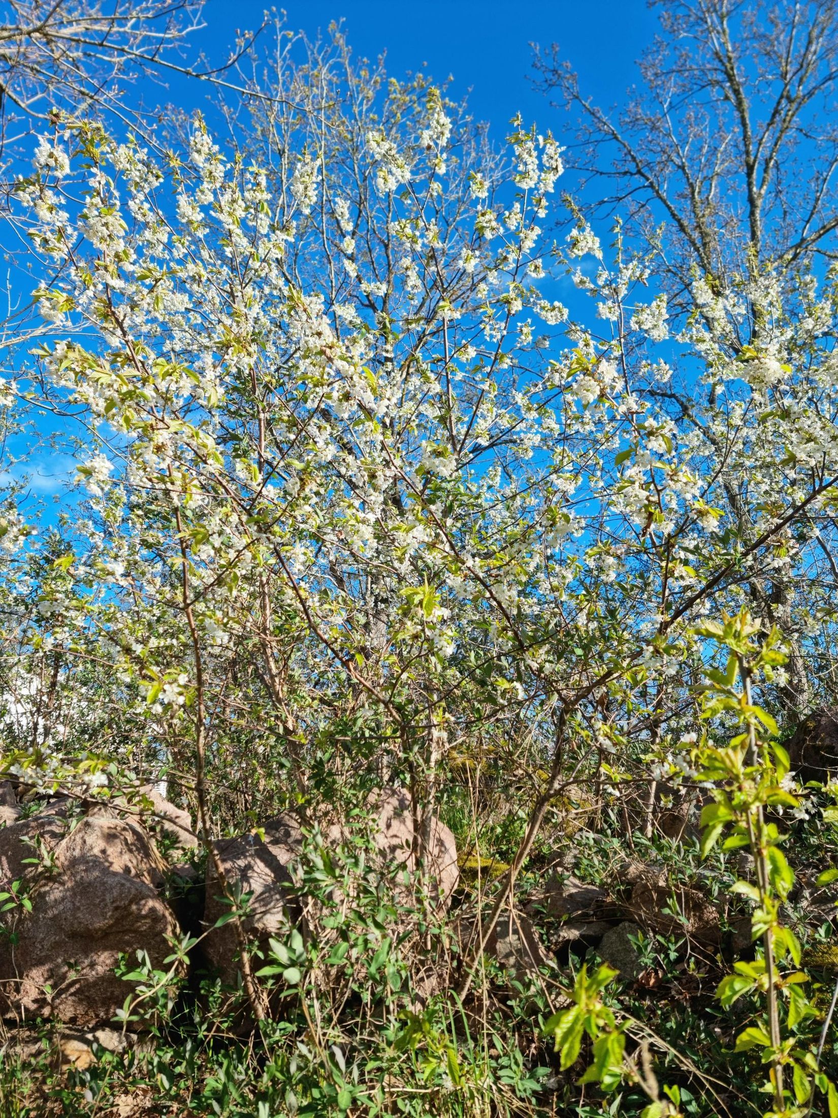 Villa, Skogsvägen 3, Mölstad, Mönsterås