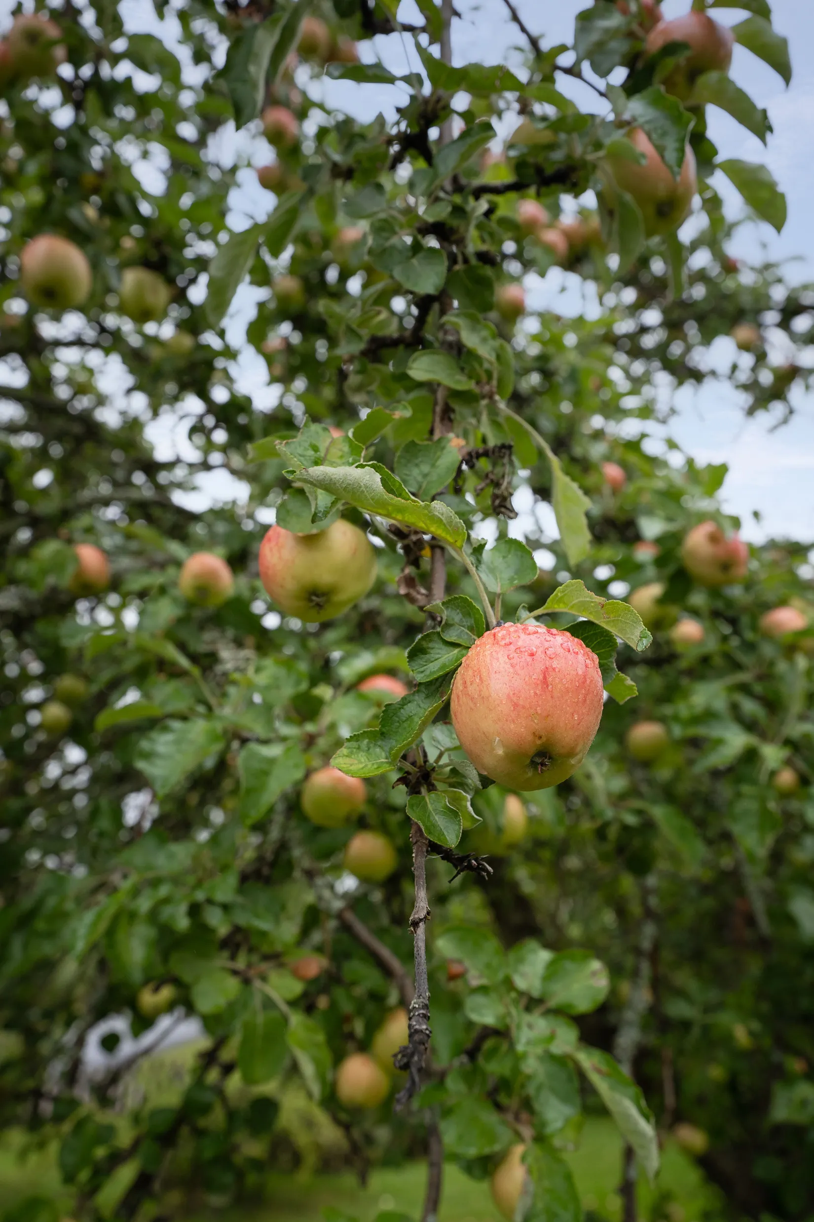 Villa, Torgalsvägen 10, Los, Ljusdal
