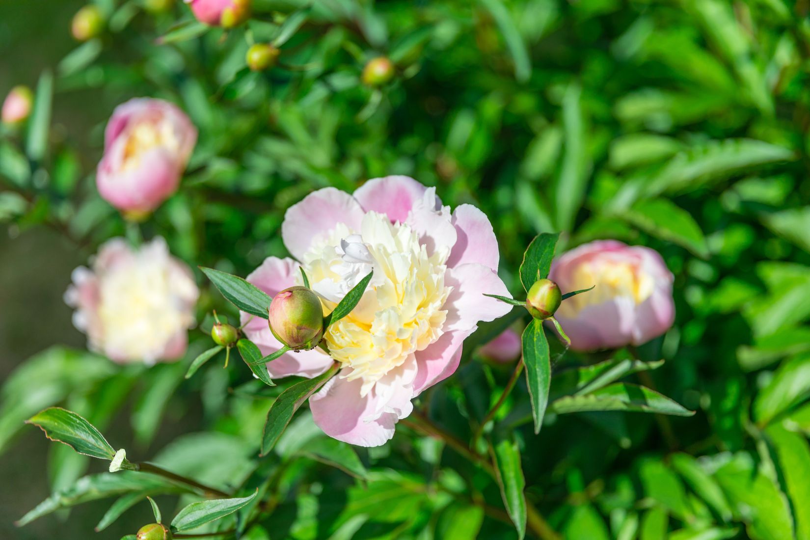 Bostadsrätt, Konsistoriegatan 21A, Centralt, Linköping