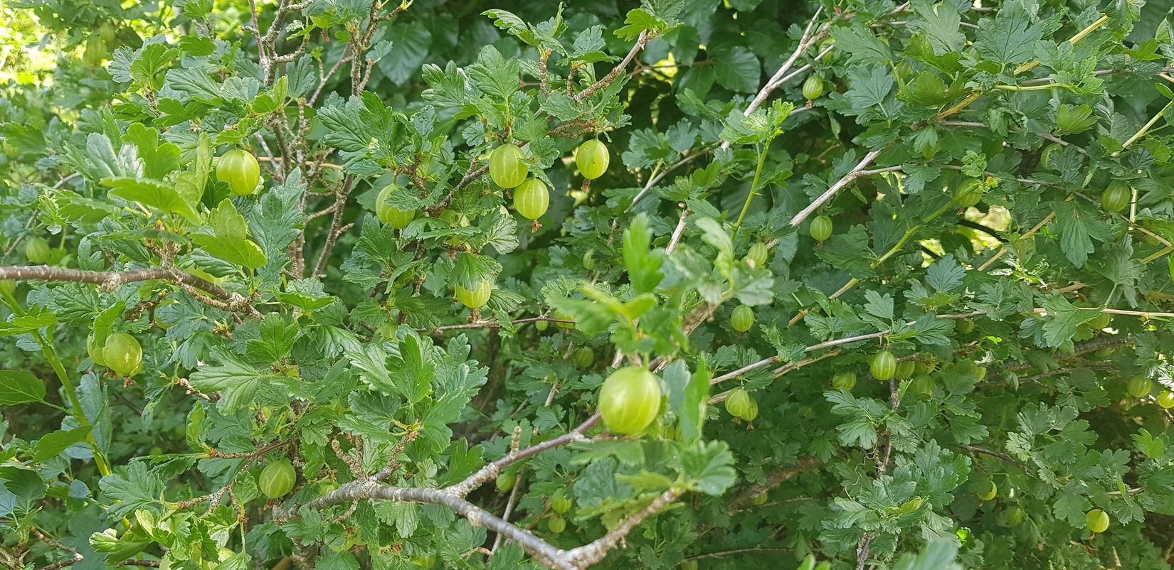 Villa, Sporrek 4, Sporrek, Oskarshamn