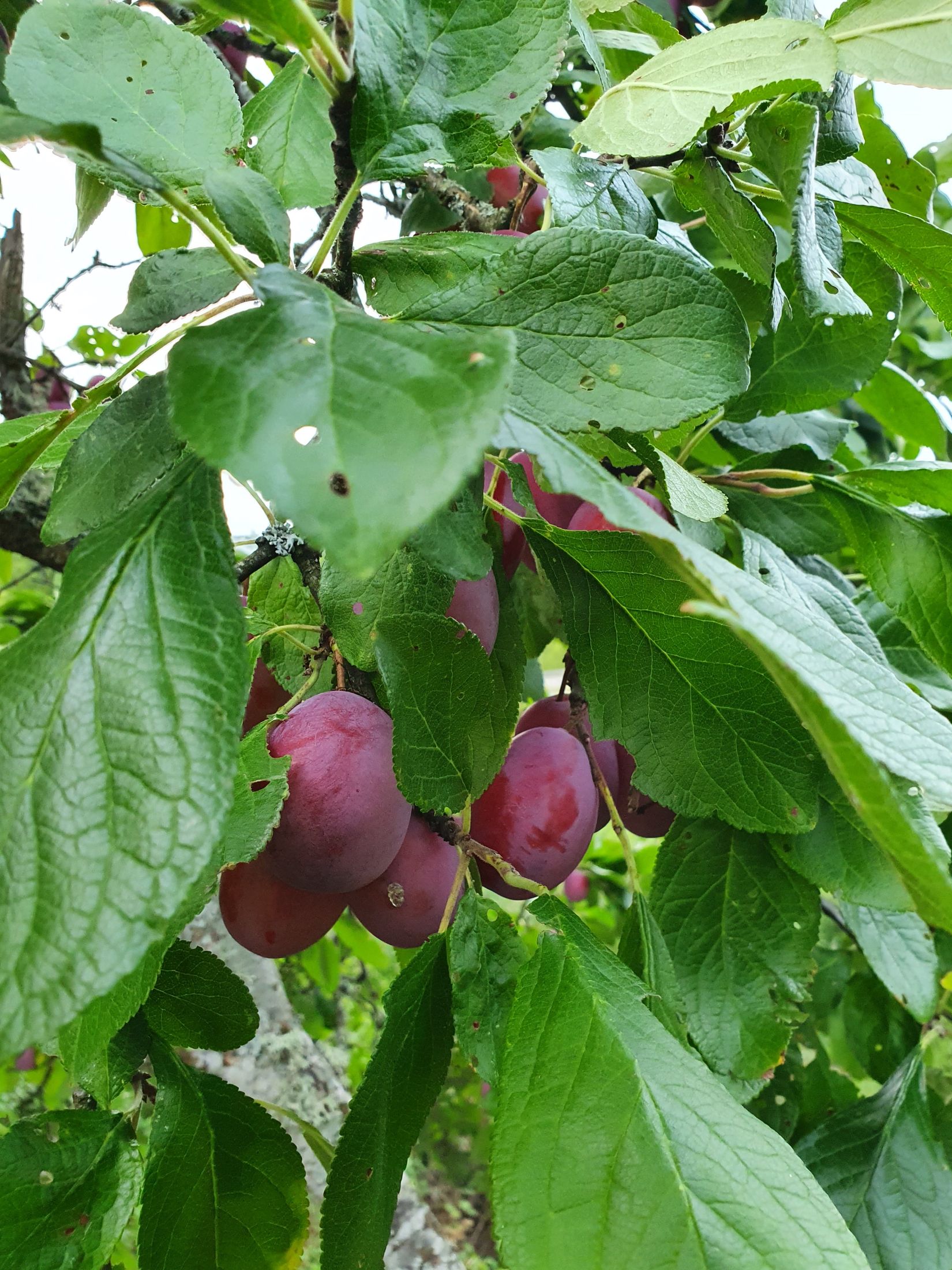 Villa, Sporrek 4, Sporrek, Oskarshamn