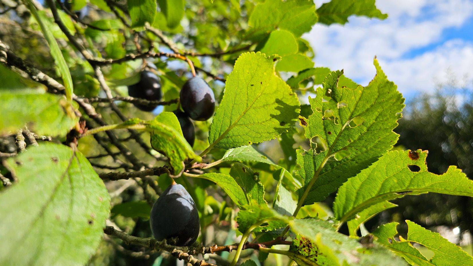 Villa, Sporrek 4, Sporrek, Oskarshamn
