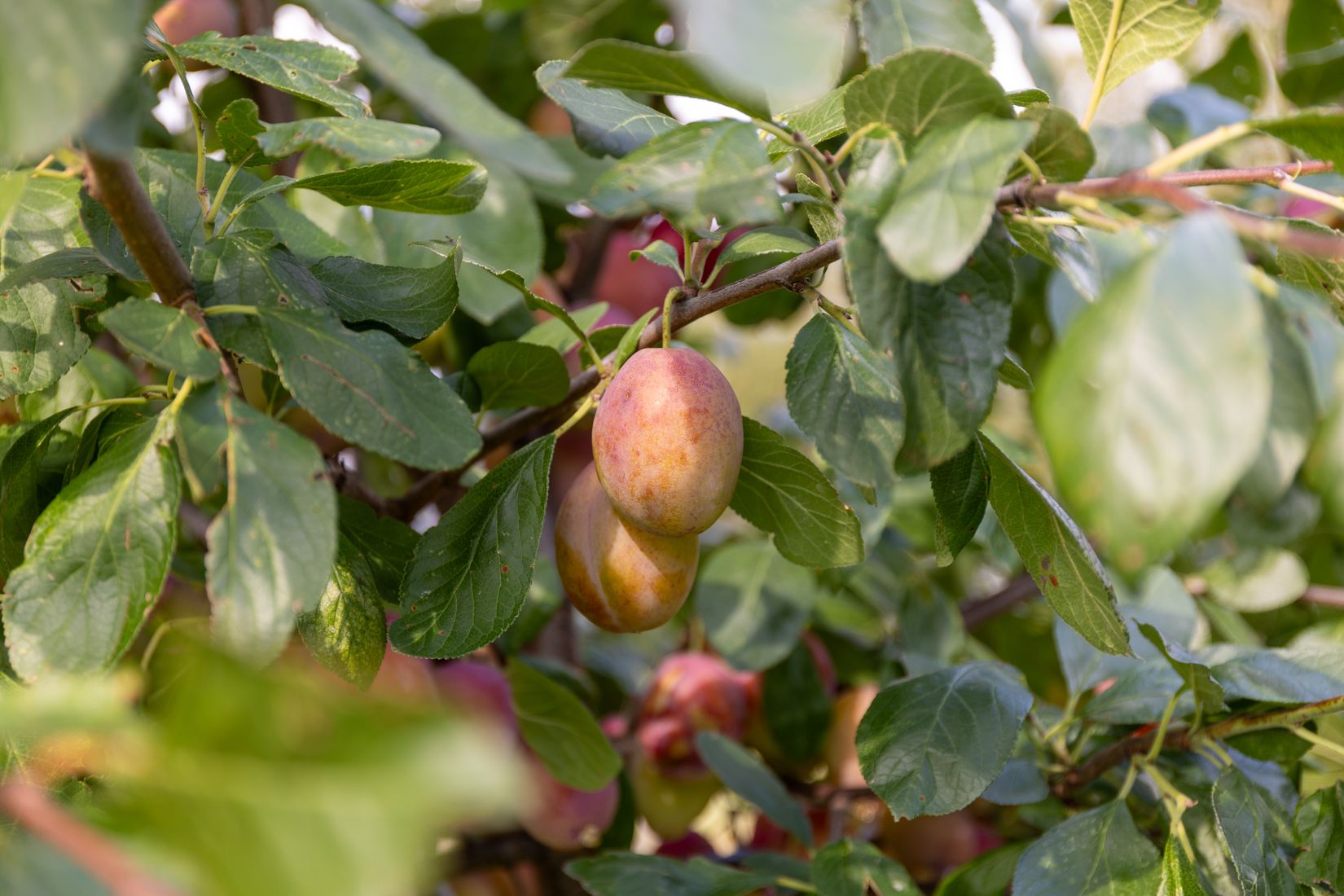 Villa, Vålösundsvägen 39, Kristinehamn