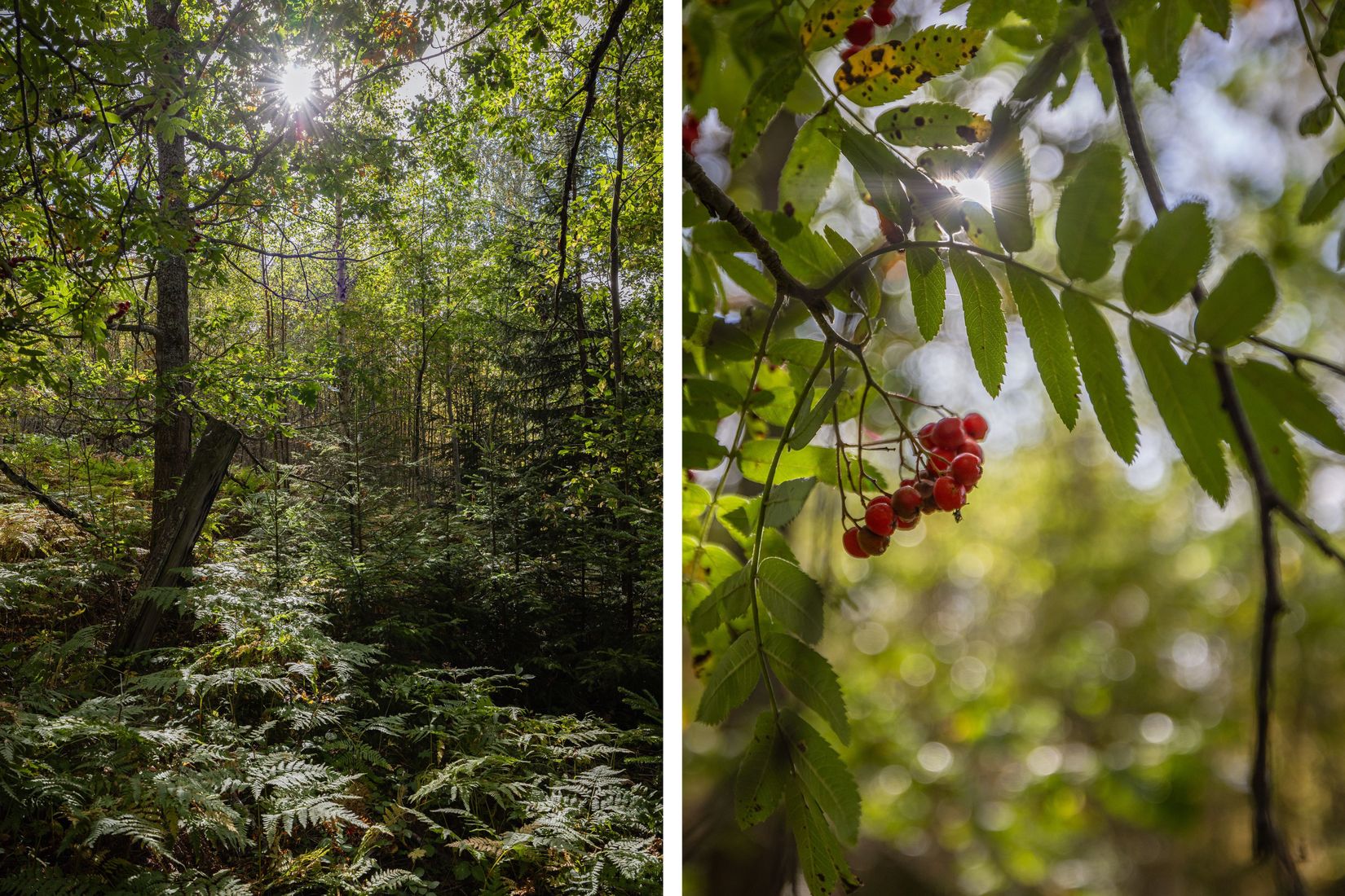 Tomt, Lillhärmsta, Granlo, Sundsvall