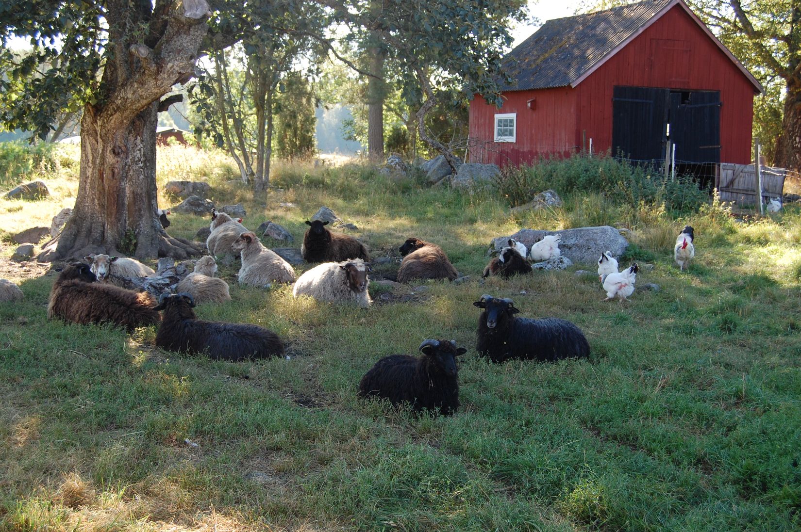 Gård/Skog, Grönö 320, Skärplinge, Tierp