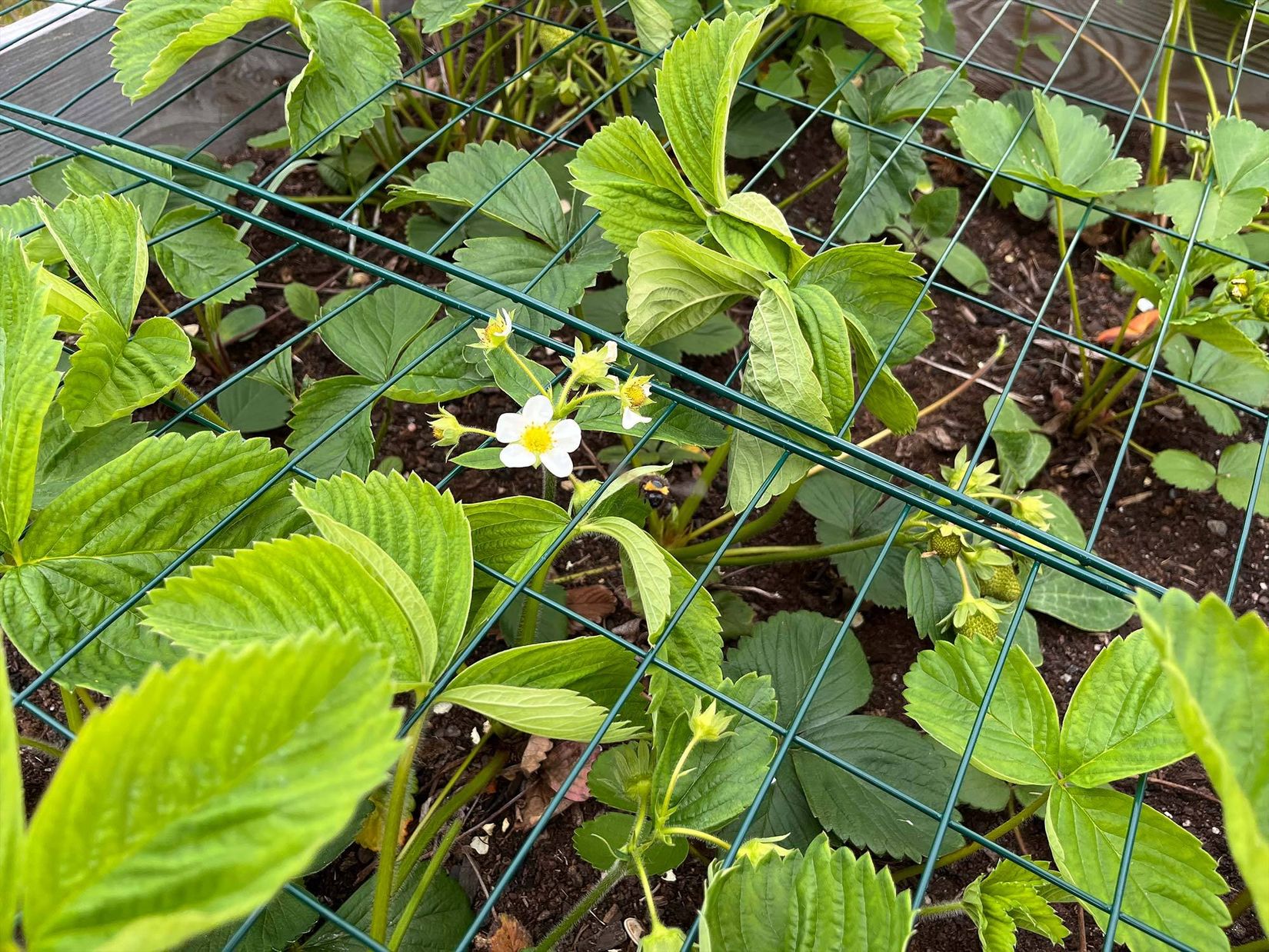 Radhus, Riggvägen 6, Södra Nynäshamn, Nynäshamn