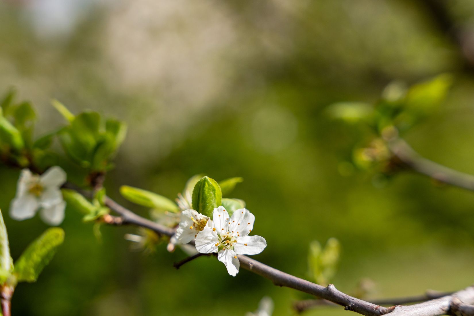 Villa, Bergagatan 28, Berga, Norrköping