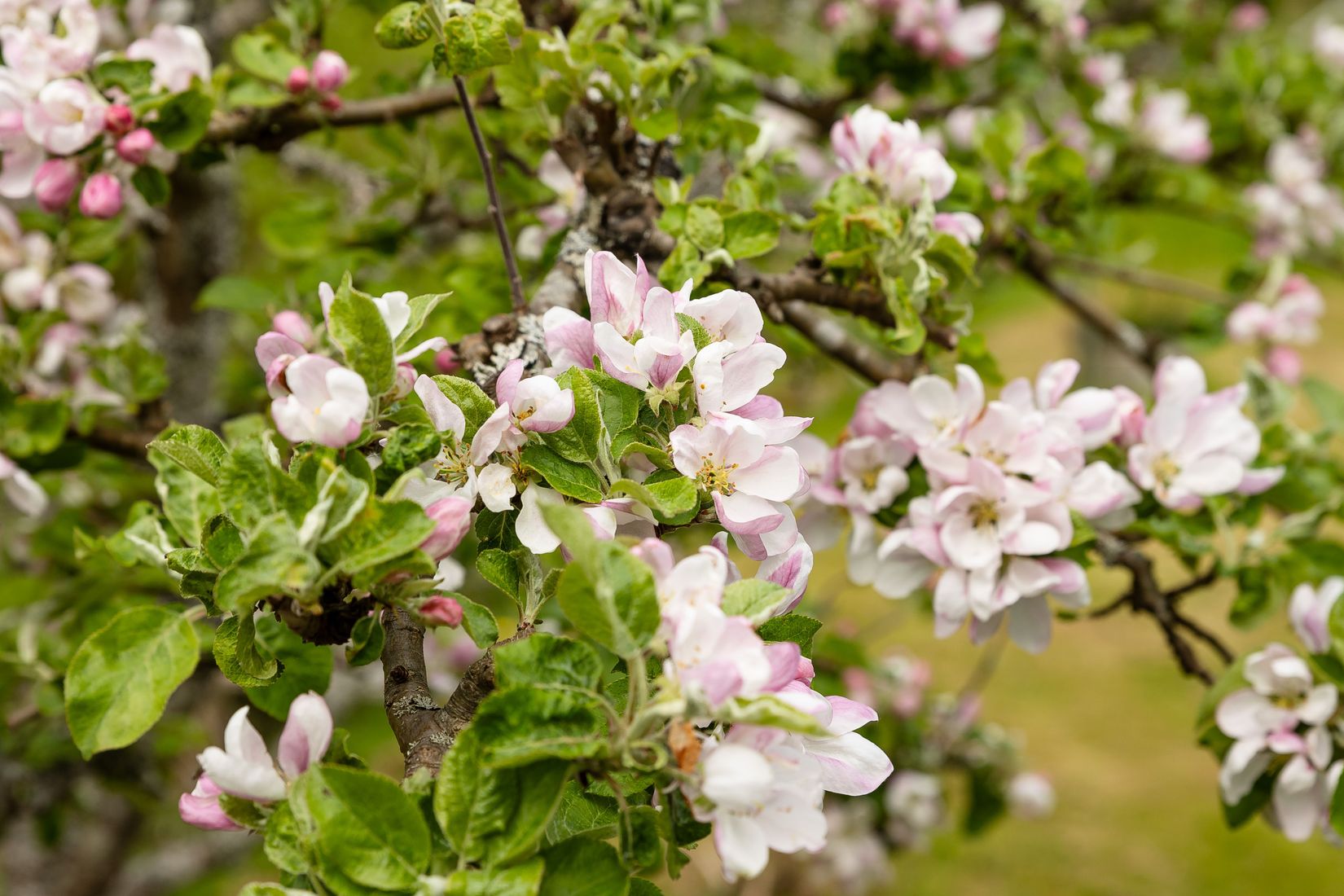 Fritidshus, Söderby-Karlsäng 13, Öregrund , Östhammar