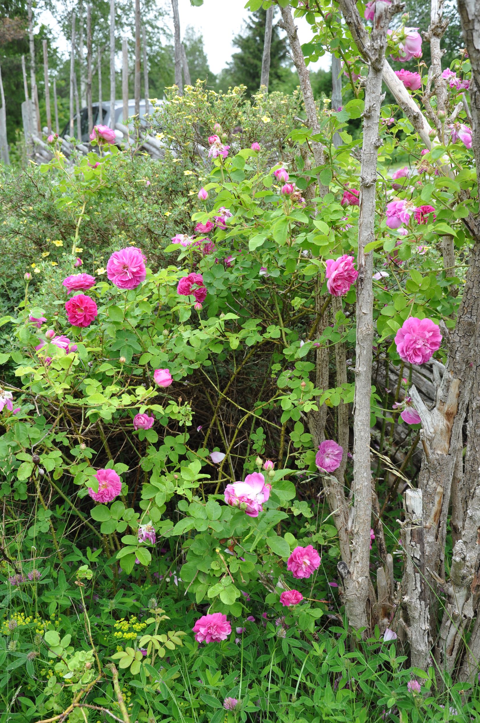 Fritidshus, Rågvägen 37, Ryssbo, Enköping