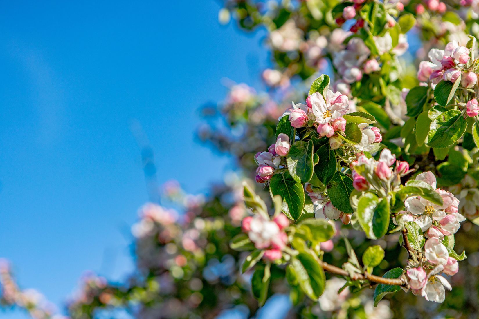 Bostadsrätt, Gullregnsvägen 14F, Skogstorp, Falkenberg