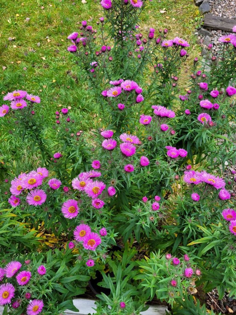 Villa, Fågelviks-Hult 704, Karlstad