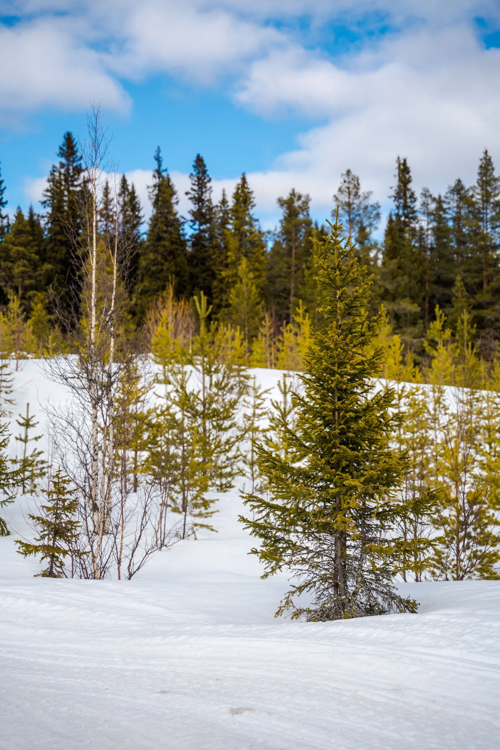 Tomt, Detaljplan för Lofsdalen 5:98, Lofsdalen, Härjedalen